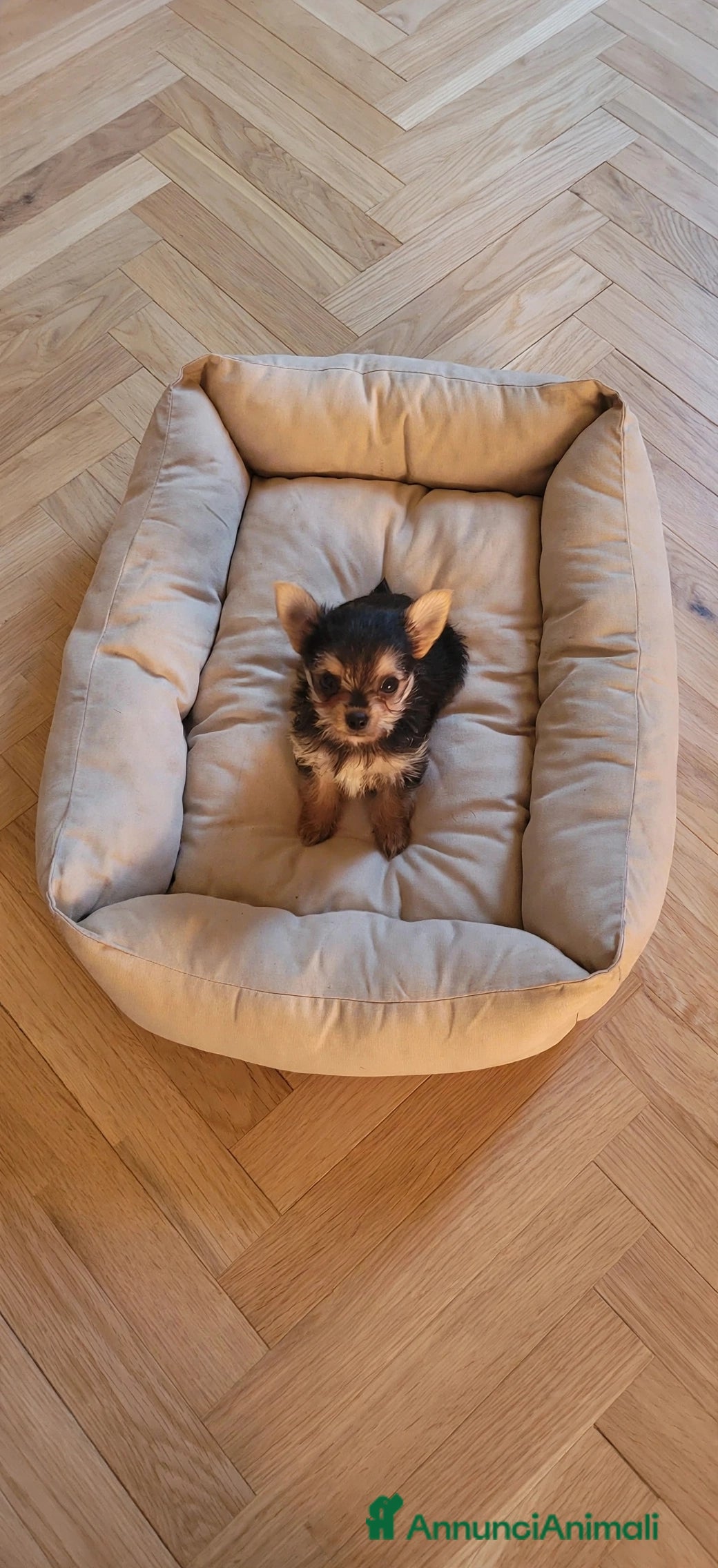Meticcio cani Mini femminuccia simil chihuahua - yorkshire  - Annuncio 6