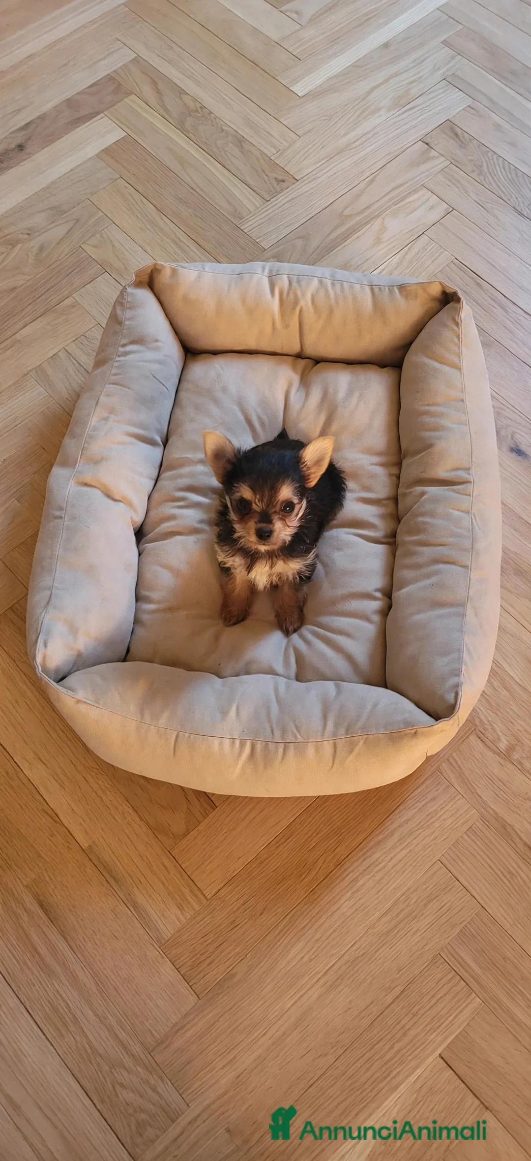 Meticcio cani in vendita: Mini femminuccia simil chihuahua - yorkshire  - Annuncio 1