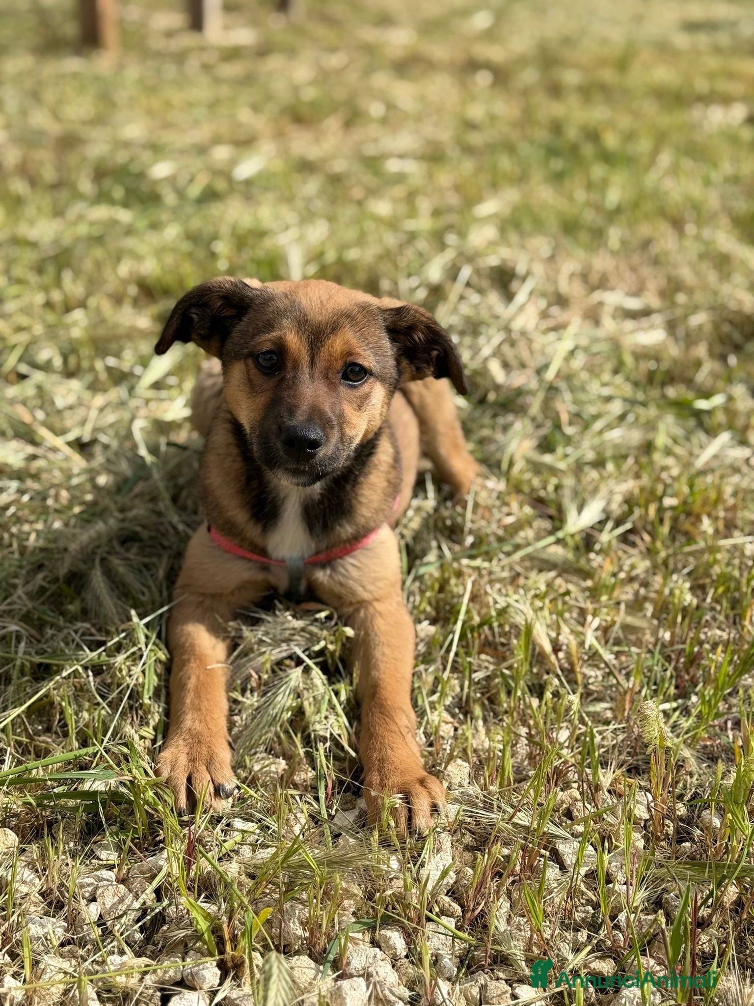 Meticcio cani Mia cerca casa! - Annuncio 2