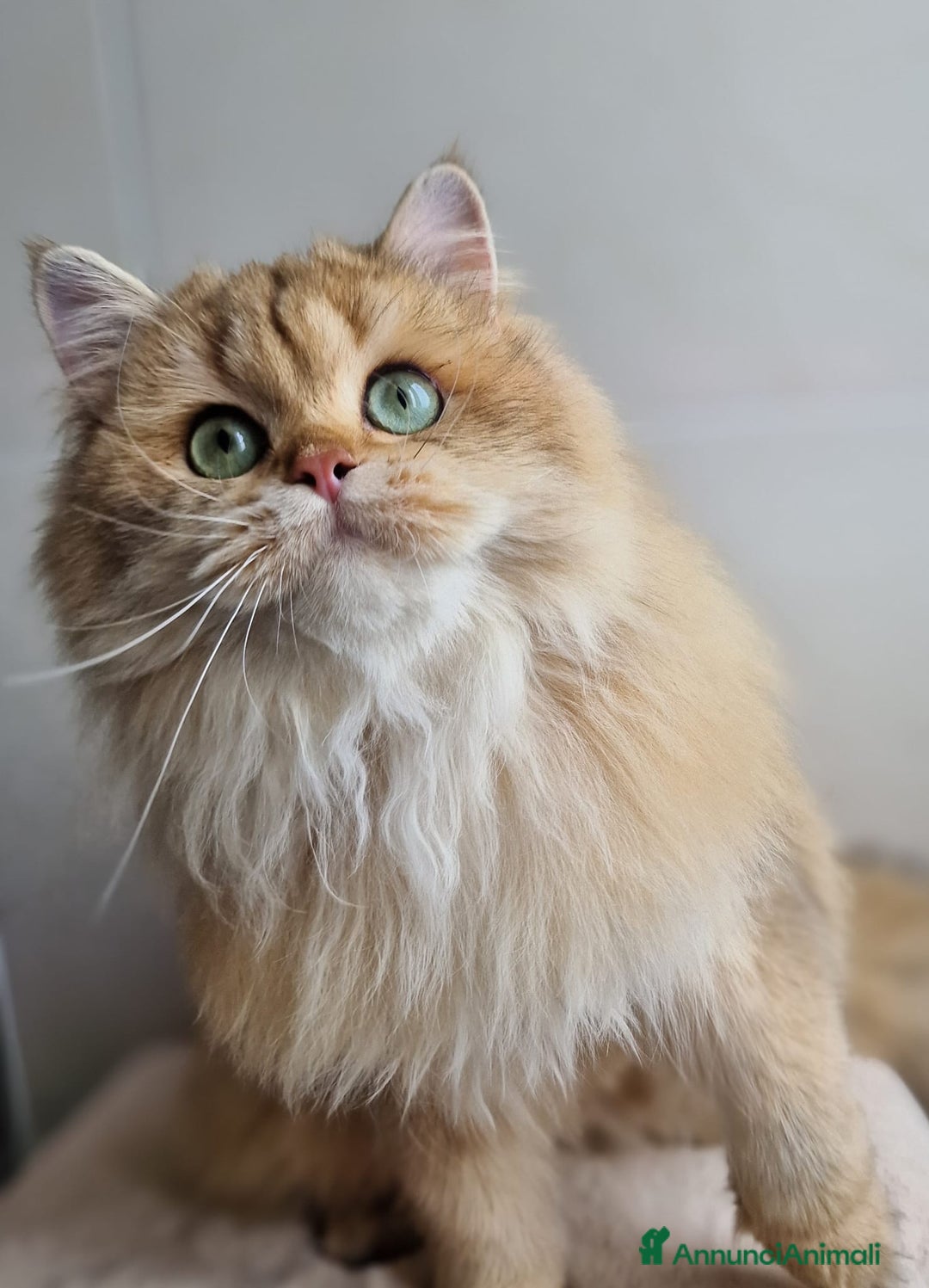 Scottish gatti in vendita: ATTENZIONE SCOTTISH DA RIPRODUZIONE  a Provincia di Pavia - Immagine 7