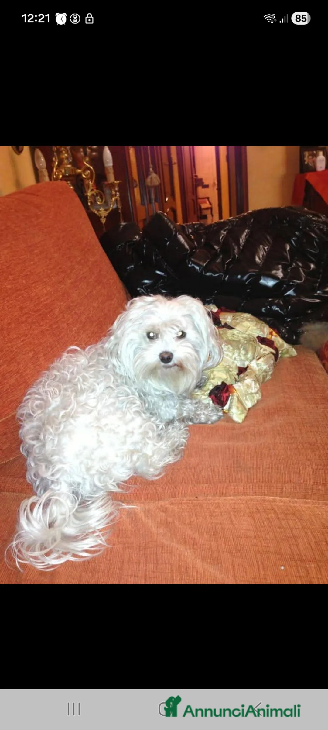 Maltipoo cani in vendita: Maltipoo - Annuncio 7