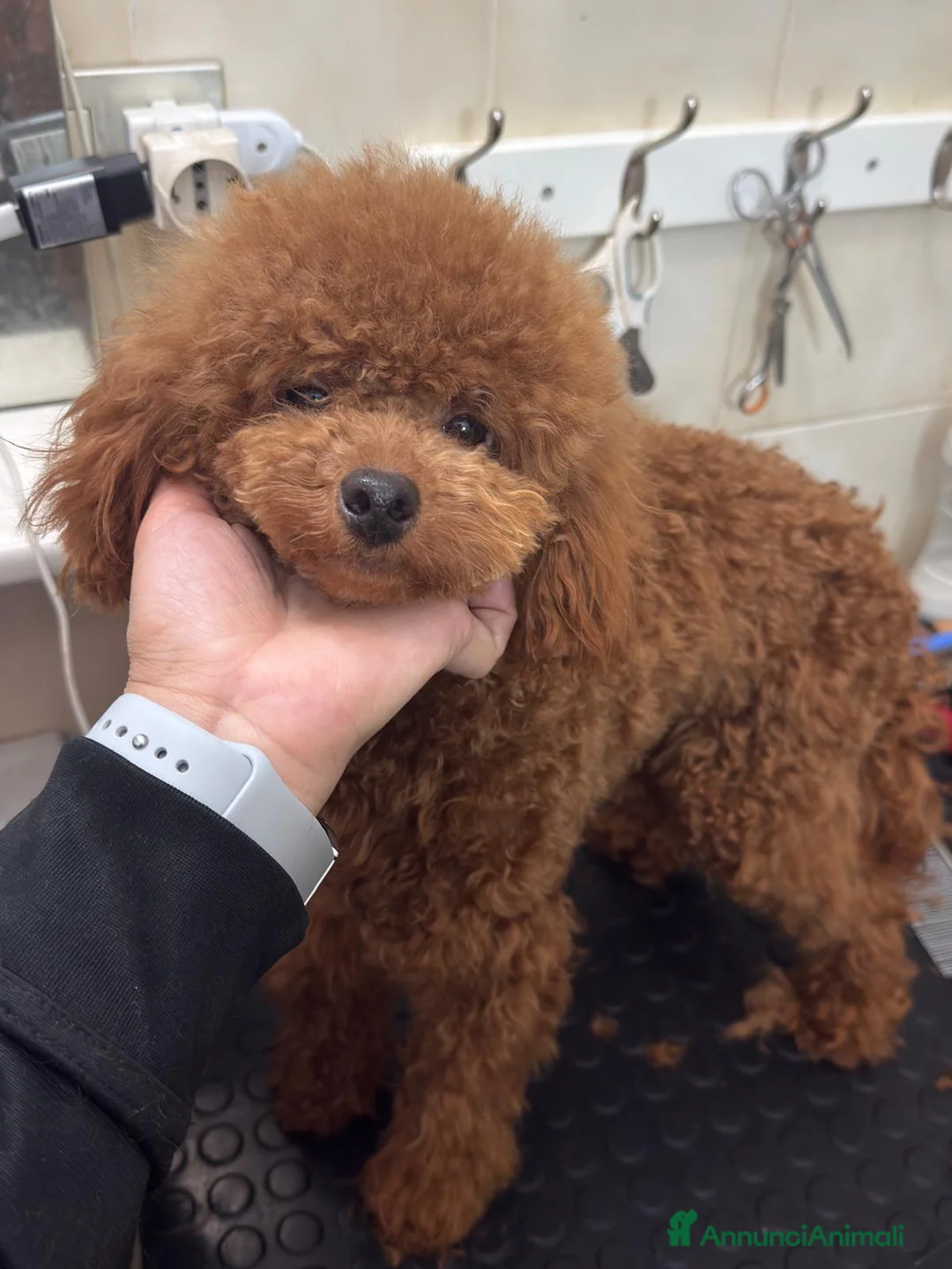 Barboncino cani in vendita: Barboncini nani di 1 anno  a Provincia di Savona - Annuncio 2