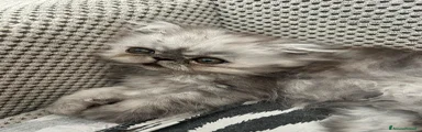 Sam