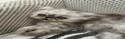 Persiano gatti in vendita: Splendidi Gattini Persiani  - Annuncio 8