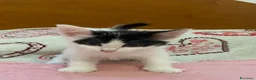 Europeo gatti in regalo: Pelosetta dolcissima  - Annuncio 3