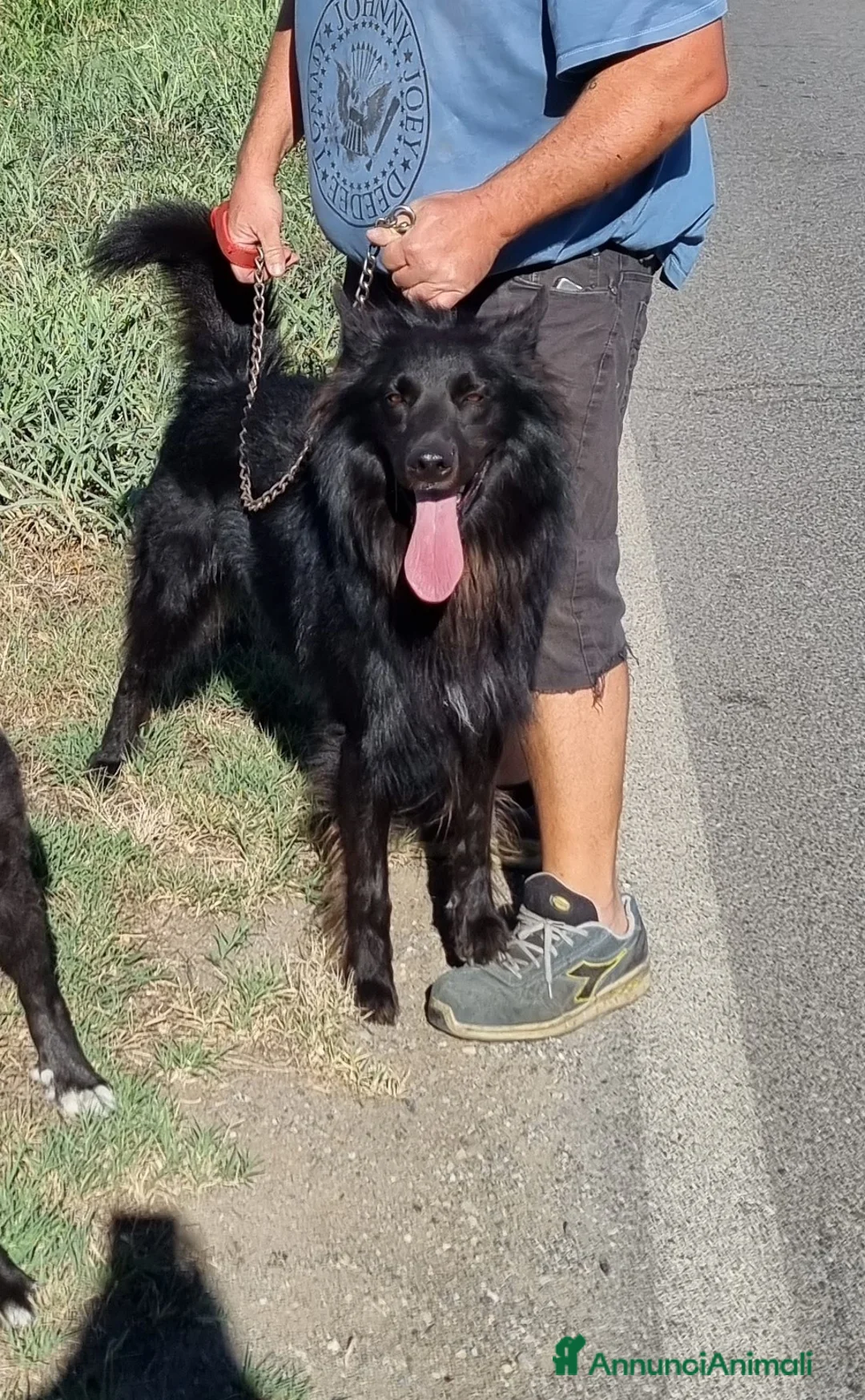 Pastore Belga cani in regalo: wiski - Annuncio 3