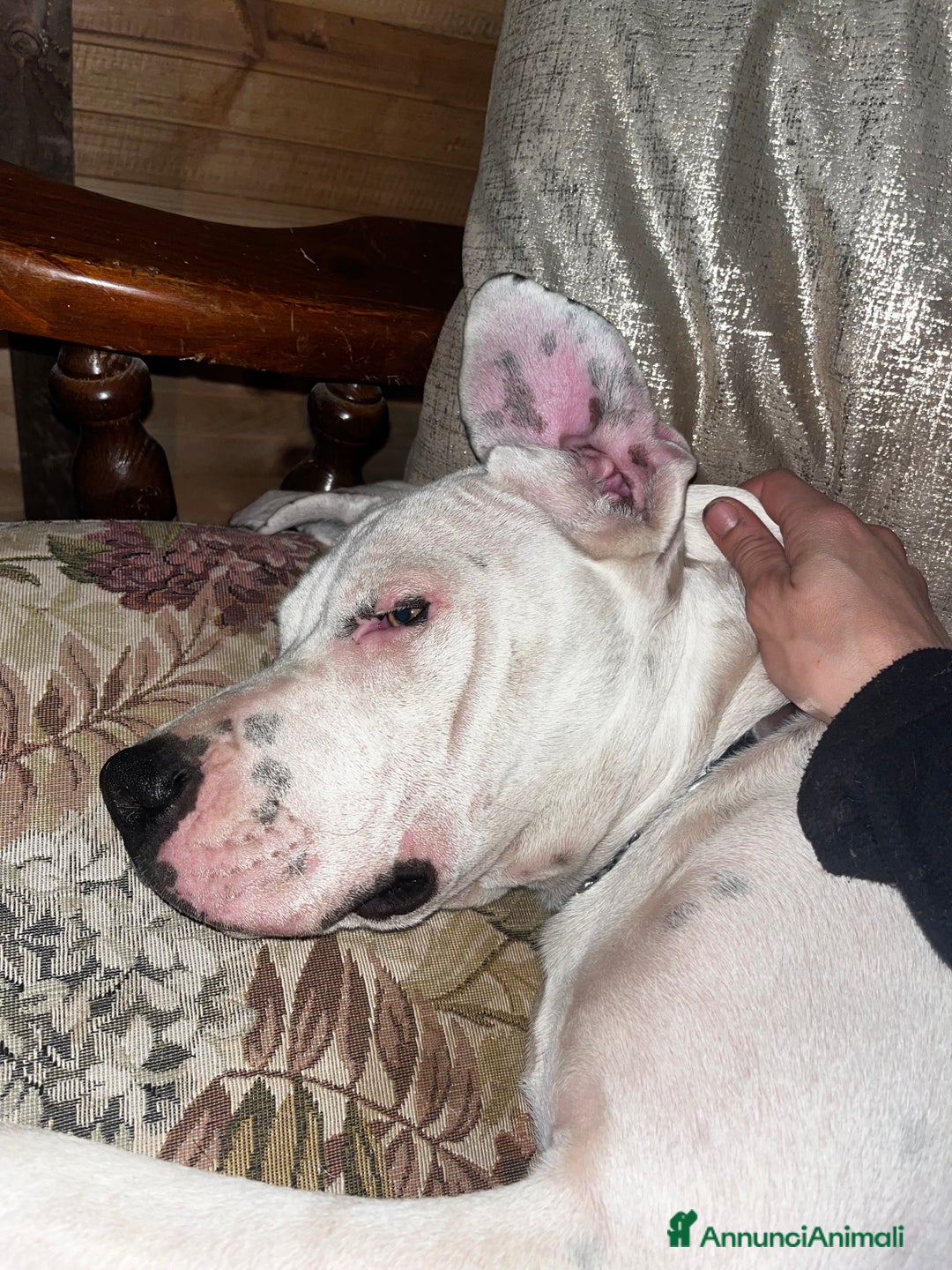 Dogo Argentino cani in regalo: Dogo argentino femmina 8 mesi - Annuncio 11