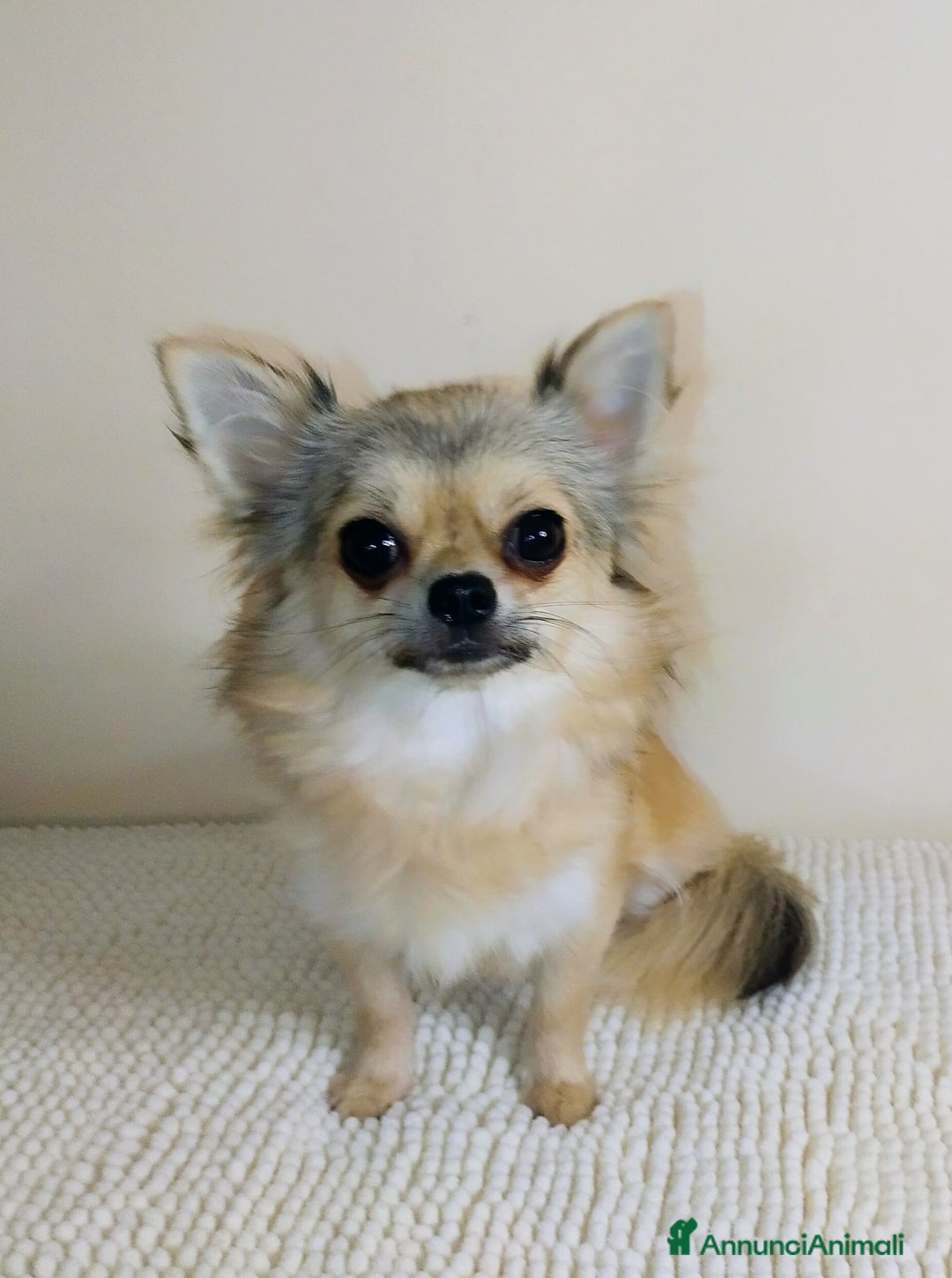 Chihuahua cani in vendita: Chihuahua pelo lungo pure razza  - Annuncio 1