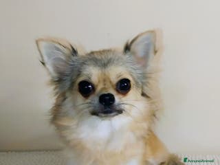 Chihuahua cani Chihuahua pelo lungo pure razza - Annuncio 29