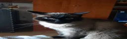 Europeo gatti in regalo: Gattina cerca casa e famiglia amorevole  a Città metropolitana di Milano - Annuncio 5