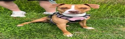 Meticcio cani in regalo: ANDROMACA PIT - Annuncio 3