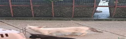 Meticcio gatti in regalo: Cerco casa a Città Metropolitana di Torino - Annuncio 2