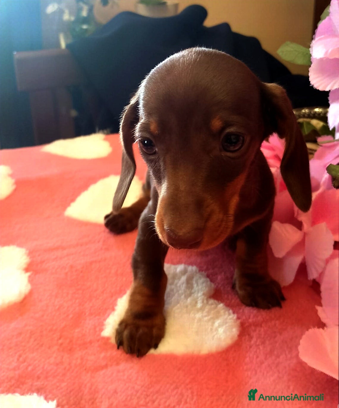 Bassotto cani Cucciola bassotto tedesco con Pedigree - Annuncio 2