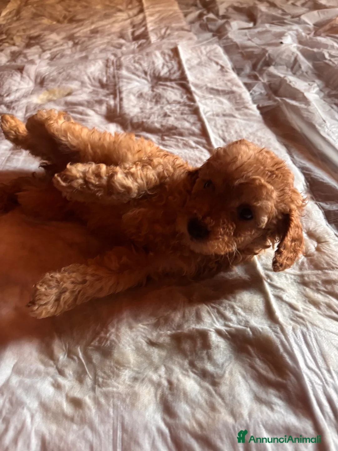 Barboncino Toy cani in vendita: Cuccioli di Barboncino toy - Annuncio 16
