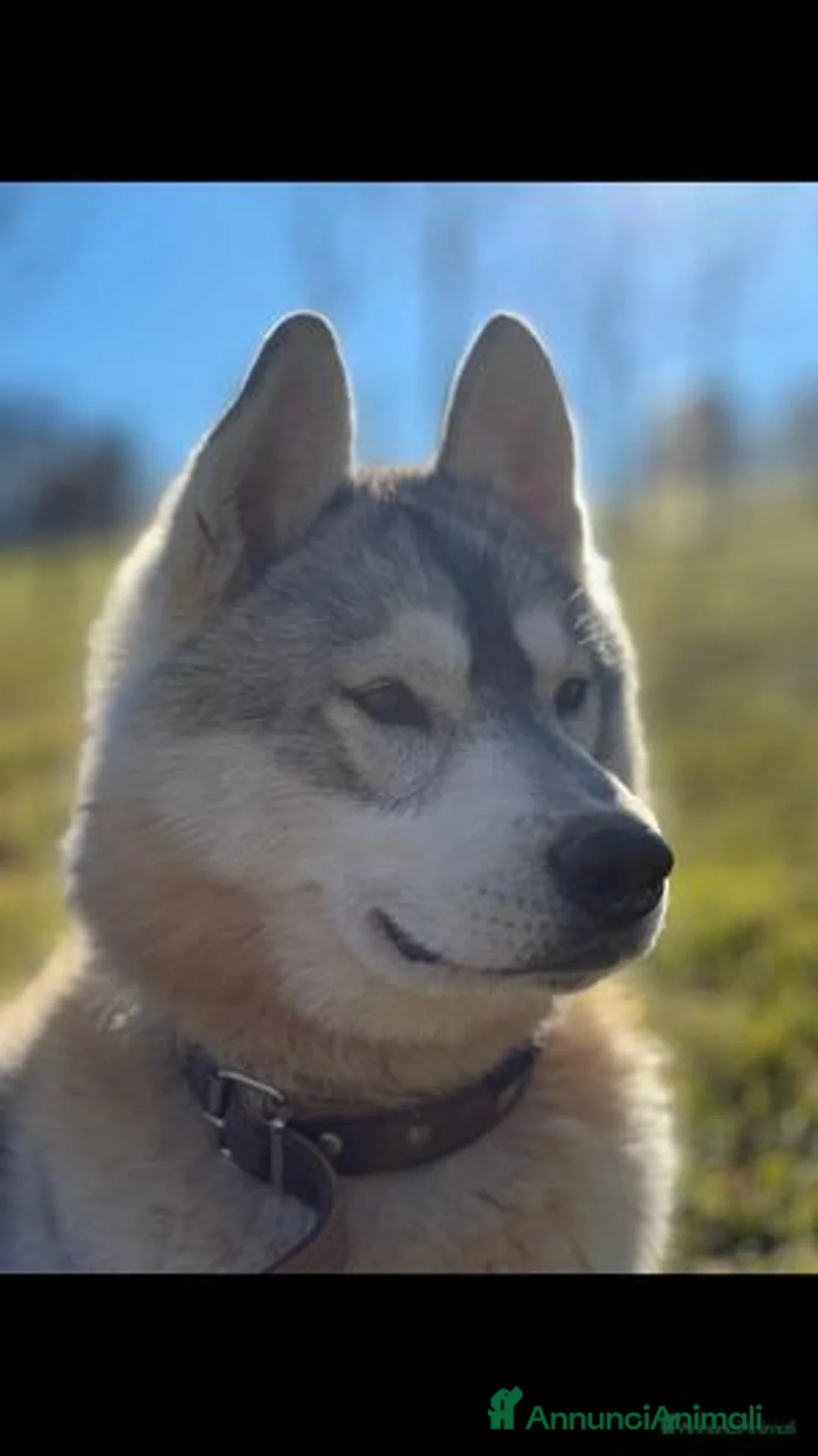 Husky cani per accoppiamento: Maschio di Siberian Husky per Monta a Provincia di Cuneo - Annuncio 4