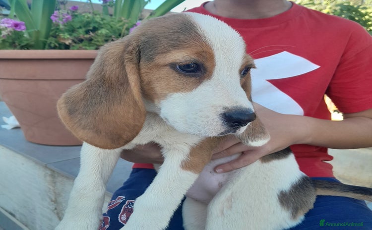 Beagle cani a Libero consorzio comunale di Caltanissetta - Annuncio 16
