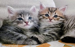 Siberiano gatti in vendita: Cuccioli siberiani  a Città Metropolitana di Genova - Immagine 1