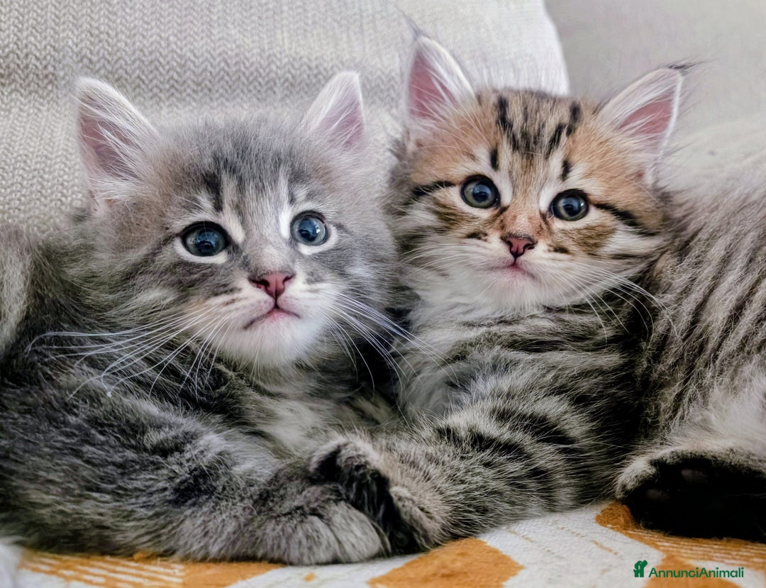 Siberiano gatti in vendita: Cuccioli siberiani  a Città Metropolitana di Genova - Immagine 1