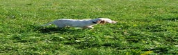 Setter Inglese cani in vendita: Cucciolo Sette Inglese - Annuncio 4