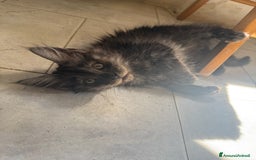 Maine Coon gatti in vendita: Maine Coon  a Provincia di Novara - Immagine 2