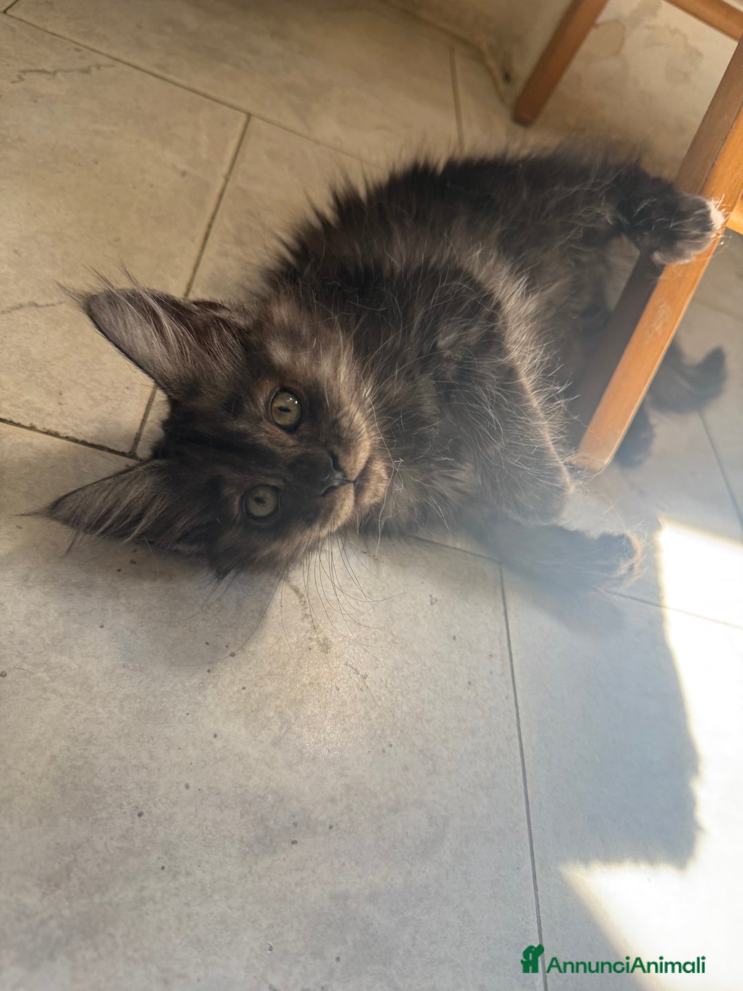 Maine Coon gatti in vendita: Maine Coon  a Provincia di Novara - Immagine 2