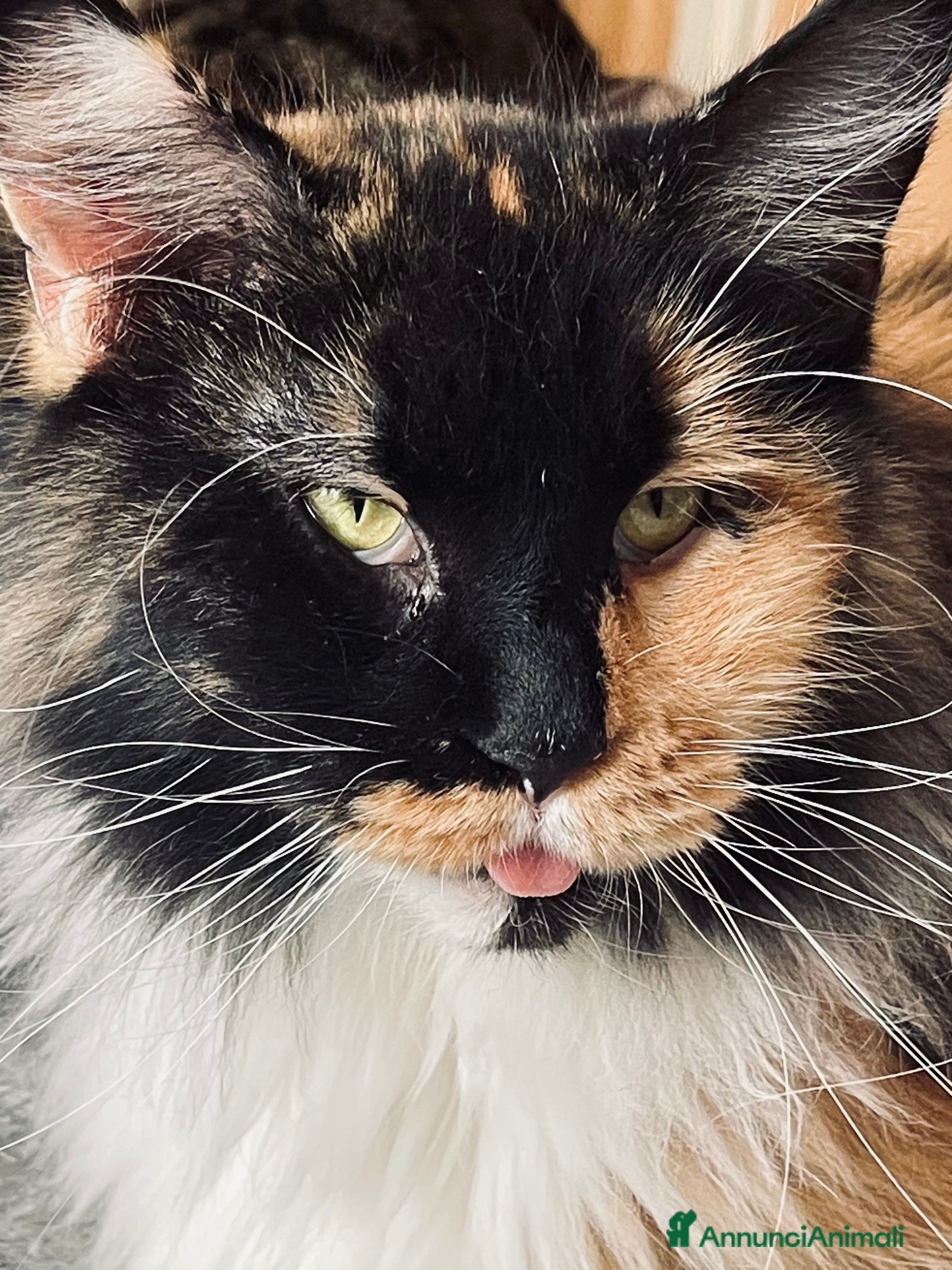 Maine Coon gatti Cucciola MaineCoon - Annuncio 1