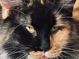 Maine Coon gatti Cucciola MaineCoon - Annuncio 2