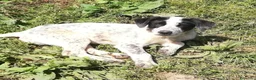 Meticcio cani in regalo: ZENO MIX SETTERINO  a Provincia di Varese - Annuncio 8