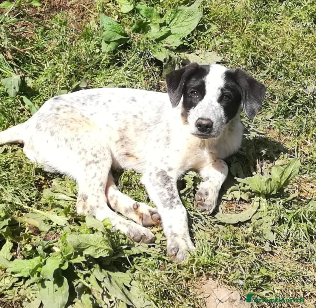 Meticcio cani in regalo: ZENO MIX SETTERINO  a Provincia di Varese - Annuncio 8