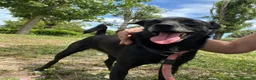Meticcio cani in regalo: CARLETTO DALLA CALABRIA CON AMORE, IN ADOZIONE - Annuncio 3