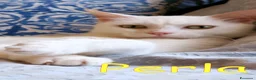 Europeo gatti in regalo: PERLA GATTINA BIANCA DOLCISSIMA - Annuncio 2