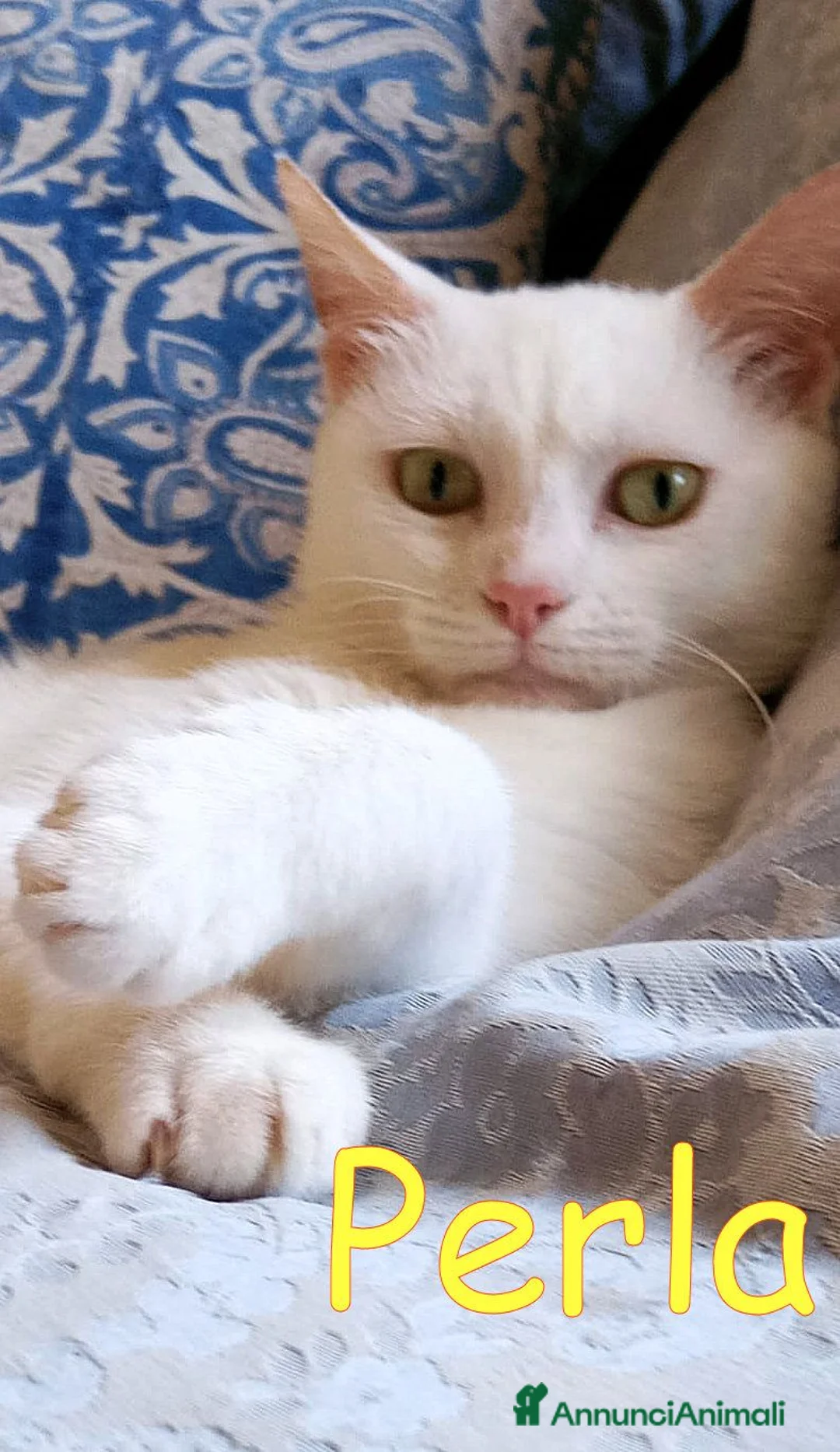 Europeo gatti in regalo: PERLA GATTINA BIANCA DOLCISSIMA - Annuncio 2
