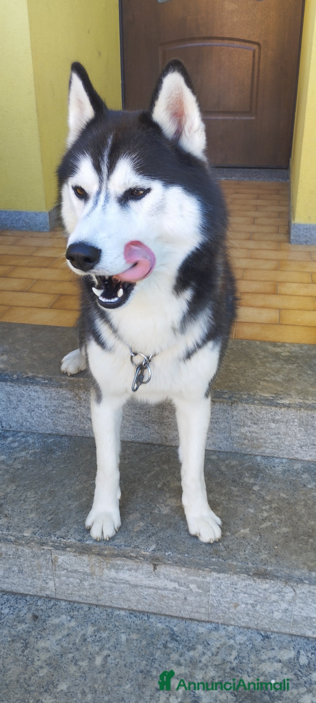 Husky cani per accoppiamento: Husky maschio con pedigree per accoppiamento  - Immagine 3