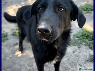 Meticcio cani SMOG dolcissimo pacioccone - Annuncio 1
