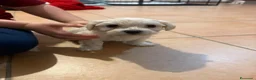 Maltese cani in vendita: Maltesi  - Annuncio 3