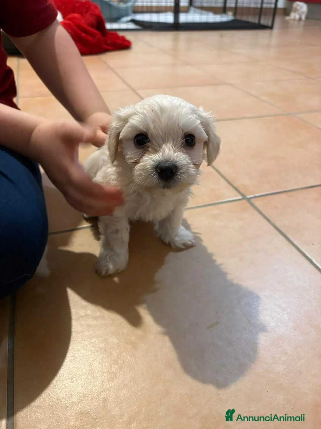 Maltese cani in vendita: Maltesi  - Annuncio 3