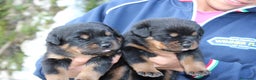 Rottweiler cani in vendita: Meravigliosi cuccioli disponibili - Annuncio 3