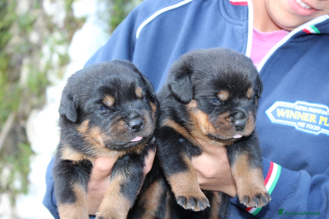 Rottweiler cani in vendita: Meravigliosi cuccioli disponibili - Annuncio 3