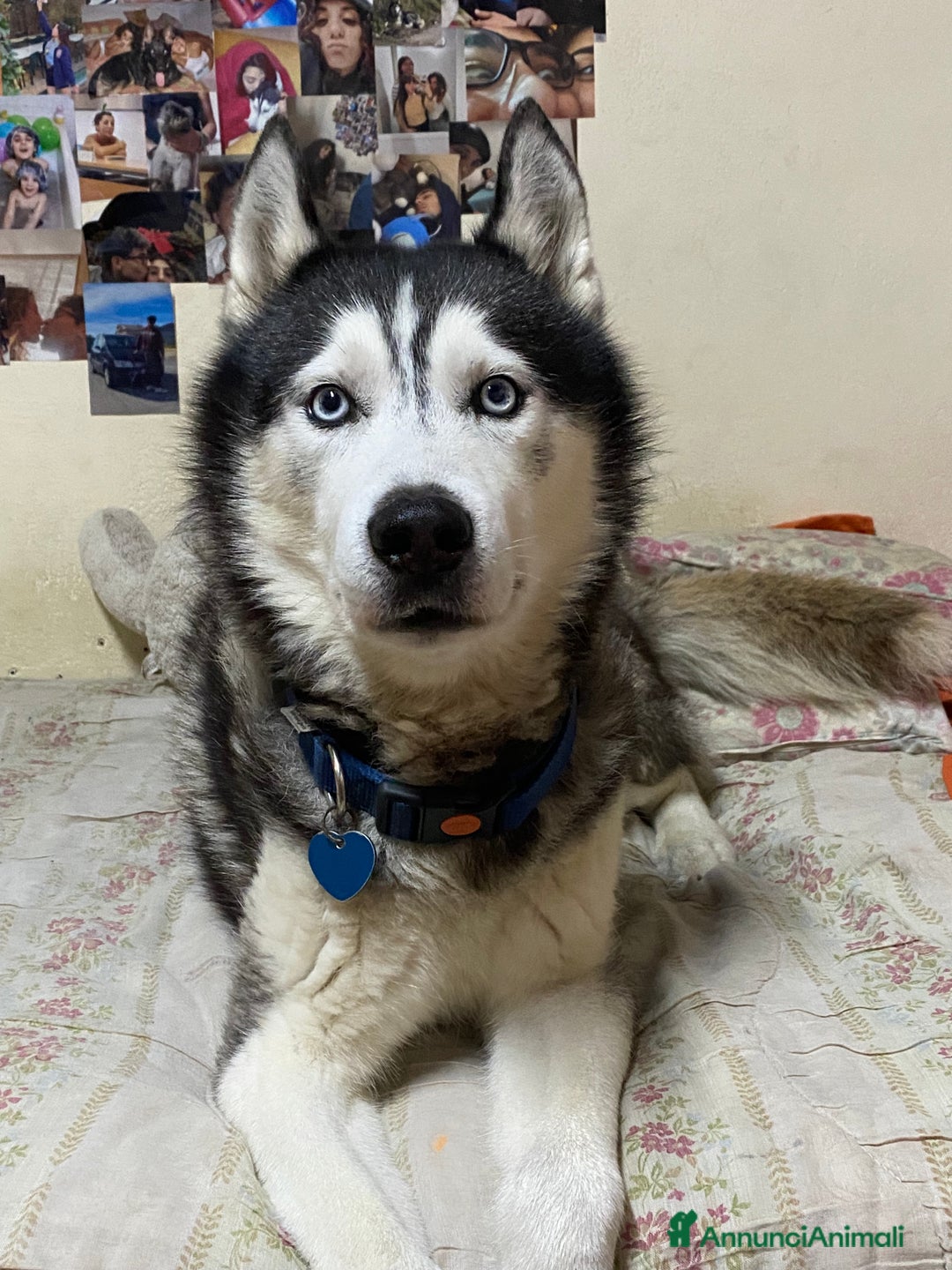 Husky cani per accoppiamento: Tyson cerca compagna  - Annuncio 2