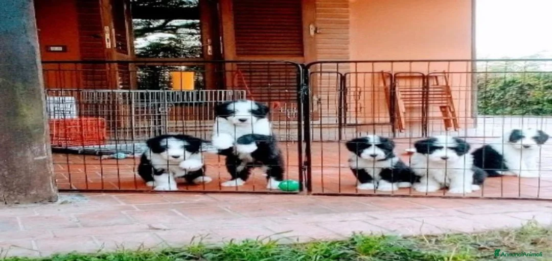 Immagine della galleria {{count}}