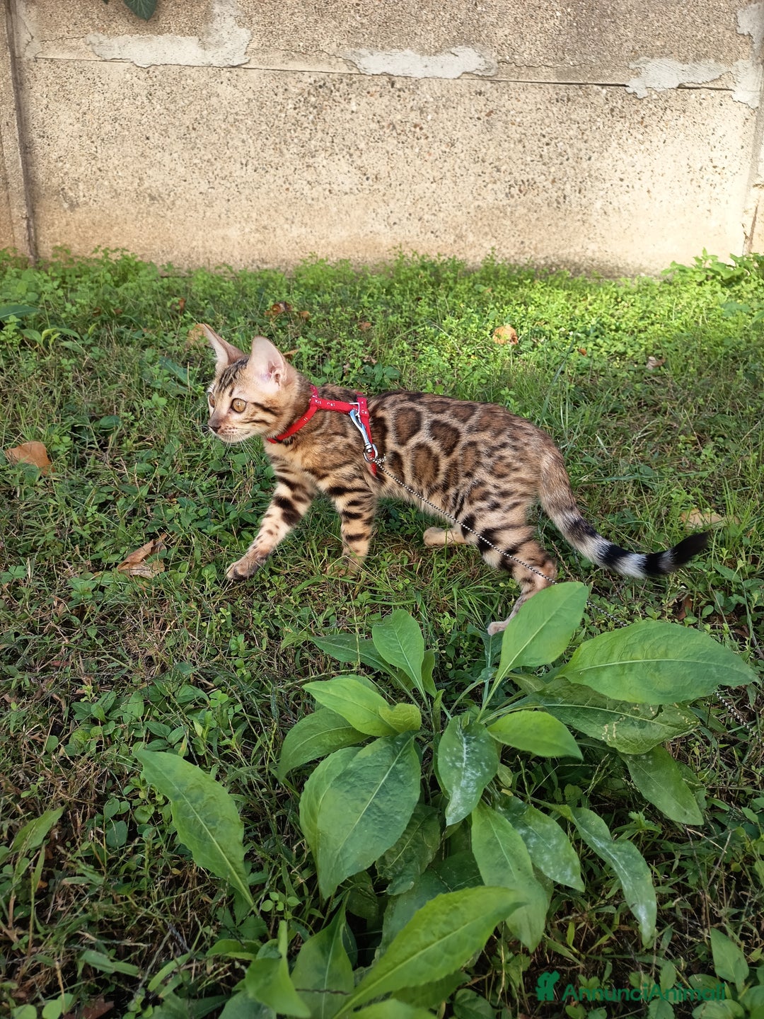 Bengala gatti in vendita: Meravigliosa bengalina  - Annuncio 4