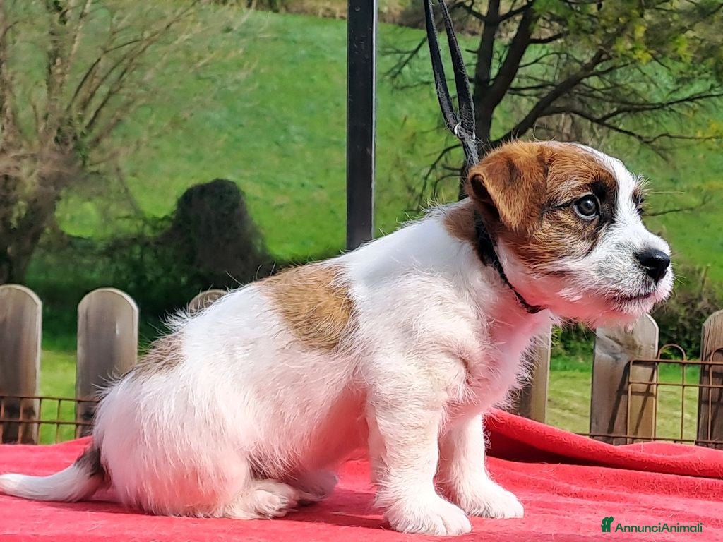 Jack Russell cani Cuccioli Jack Russell ruvido - Annuncio 1