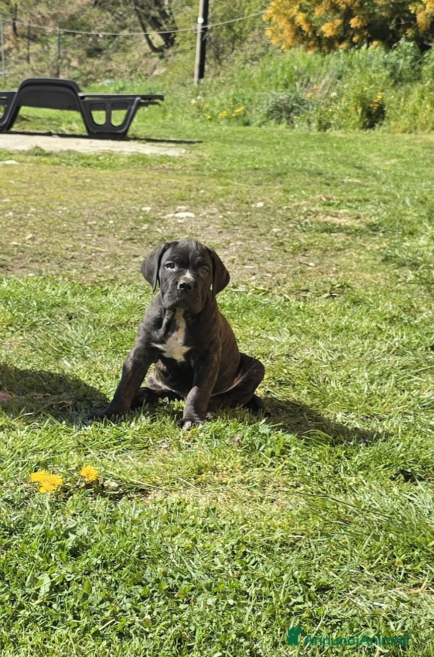 Cane Corso cani Meravigliosi cuccioli di Cane Corso  - Annuncio 1
