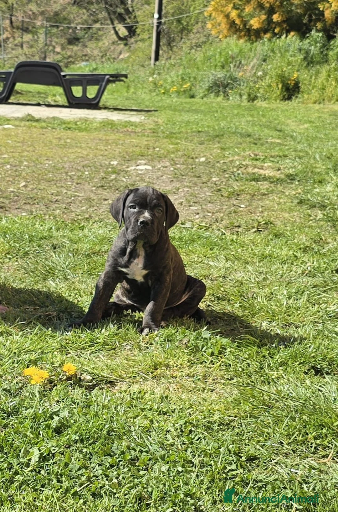 Cane Corso cani in vendita: Meravigliosi cuccioli di Cane Corso  - Annuncio 1
