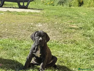Cane Corso cani Meravigliosi cuccioli di Cane Corso - Annuncio 1