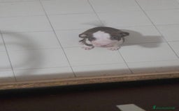 Pitbull cani in vendita: CUCCIOLI DI PITBULL a Provincia di Viterbo - Immagine 8