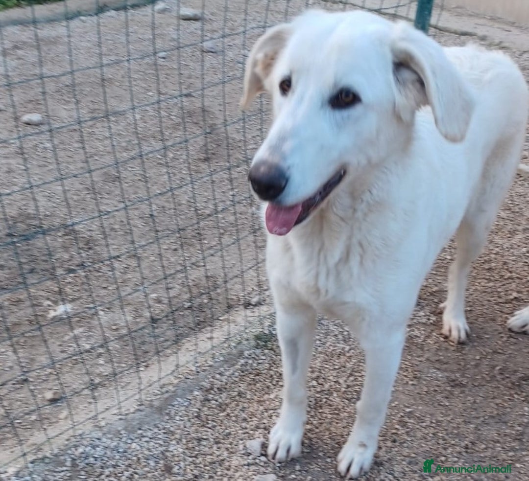 Meticcio cani in regalo: ADOTTA LA DOLCE ZULEYA a Città metropolitana di Roma Capitale - Annuncio 7