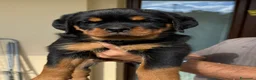 Rottweiler cani in vendita: Cucciolo rottweiler  con pedigree  - Annuncio 5
