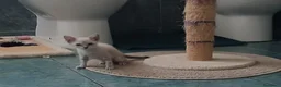 Europeo gatti in regalo: Nerina e bianchino - Annuncio 3