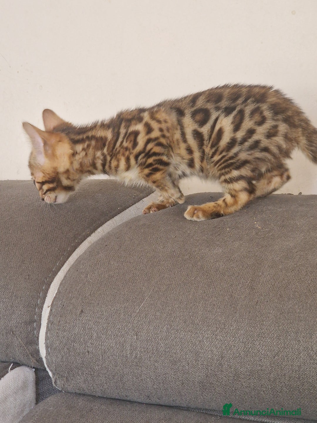 Bengala gatti in vendita: Gatto Bengala  - Annuncio 2